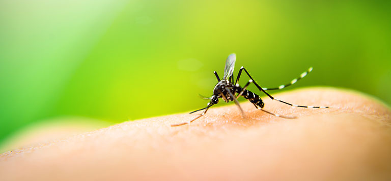 What you need to know about Mosquitos and Ticks This Summer
