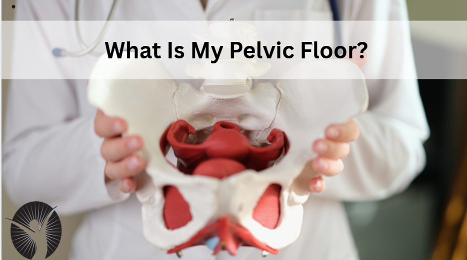 What Is My Pelvic Floor?